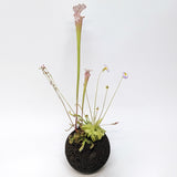 Plant Assortment Pot, Carnivorous Plant Growing Kit with Lava Rock Pot, Pinguicula or Bog