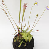 Plant Assortment Pot, Carnivorous Plant Growing Kit with Lava Rock Pot, Pinguicula or Bog