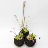 Plant Assortment Pot, Carnivorous Plant Growing Kit with Lava Rock Pot, Pinguicula or Bog