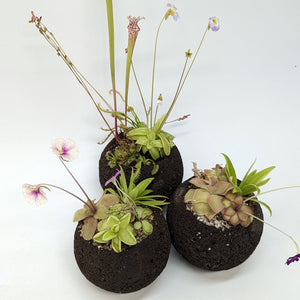 Plant Assortment Pot, Carnivorous Plant Growing Kit with Lava Rock Pot, Pinguicula or Bog