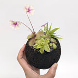 Plant Assortment Pot, Carnivorous Plant Growing Kit with Lava Rock Pot, Pinguicula or Bog