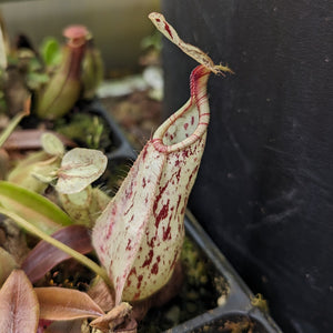 Nepenthes rafflesiana Leilani x (maxima x truncata) - giant, CAR-0425