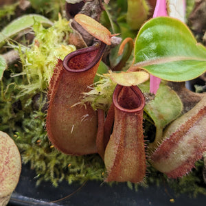 Nepenthes truncata x bicalcarata, CAR-0426