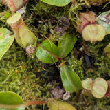 Nepenthes truncata x bicalcarata, CAR-0426