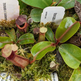 Nepenthes truncata x bicalcarata, CAR-0426