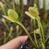 Venus Flytrap-Dionaea muscipula "Scarlantine"