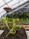 Venus Flytrap- Dionaea muscipula Mirror