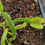 Venus Flytrap- Dionaea muscipula Schupp Destruction