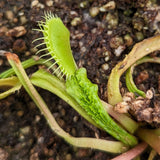 Venus Flytrap- Dionaea muscipula Schuppenstiel I