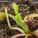 Venus Flytrap- Dionaea muscipula Schuppenstiel I