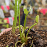 Venus Flytrap- Dionaea muscipula "Funnel Trap"