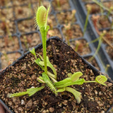 Venus Flytrap- Dionaea muscipula "Funnel Trap"