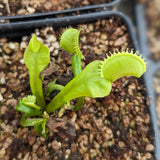 Venus Flytrap- Dionaea muscipula "Umgekrempelt"