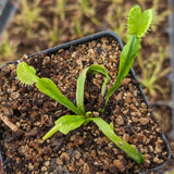 Venus Flytrap- Dionaea muscipula "Cerberus“