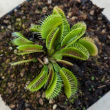 Venus Flytrap- Dionaea muscipula Haircomb