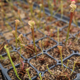 Sarracenia flava x leucophylla Trumpet Pitcher Plant