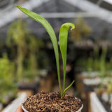 Sarracenia flava var. rugelii