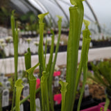 Sarracenia flava var. maxima