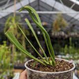 Sarracenia flava var. ornata