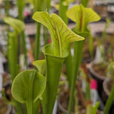 Sarracenia flava var. ornata