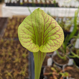 Sarracenia flava var. ornata