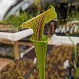 Sarracenia flava var. ornata