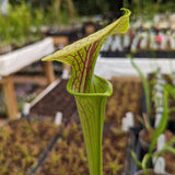 Sarracenia flava var. ornata