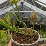 Sarracenia flava var. ornata SL Motherplant