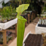 Sarracenia flava var. rubricorpora