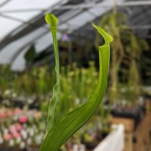 Sarracenia alata var. heterophylla