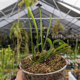 Sarracenia alata var. heterophylla