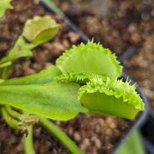 Venus Flytrap- Dionaea muscipula Biohazard II