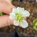 Venus Flytrap- Dionaea muscipula Biohazard II