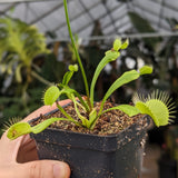 Venus Flytrap- Dionaea muscipula Slacks Giant