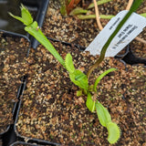 Venus Flytrap- Dionaea muscipula Slacks Giant