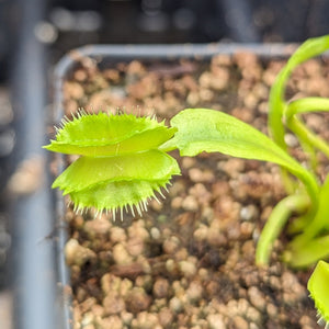 Venus Flytrap- Dionaea muscipula Space