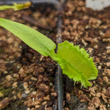 Venus Flytrap- Dionaea muscipula Space