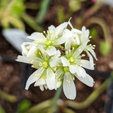 Venus Flytrap- Dionaea muscipula "Werewolf"