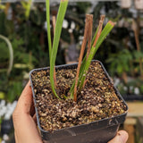 Sarracenia alata Dutch Super, Black Tube