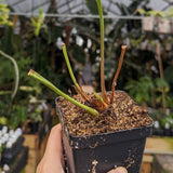 Sarracenia flava var. rubricorpora