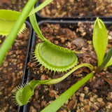 Venus Flytrap- Dionaea muscipula La Grosse à Guigui