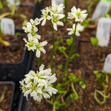 Venus Flytrap- Dionaea muscipula "Werewolf" F2