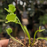 Venus Flytrap- Dionaea muscipula "Werewolf" F2