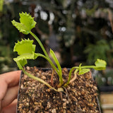 Venus Flytrap- Dionaea muscipula "Werewolf" F2