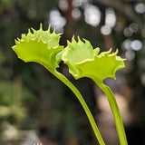 Venus Flytrap- Dionaea muscipula "Werewolf" F2