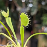 Venus Flytrap- Dionaea muscipula Crispy Sun