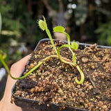 Venus Flytrap- Dionaea muscipula Crispy Sun