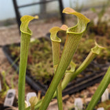 Sarracenia rubra ssp. wherryi