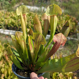 Sarracenia 'Meerkat Mob'