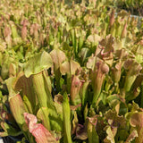 Sarracenia 'Meerkat Mob'